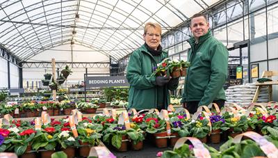 Spring bedding plants at Dobbies